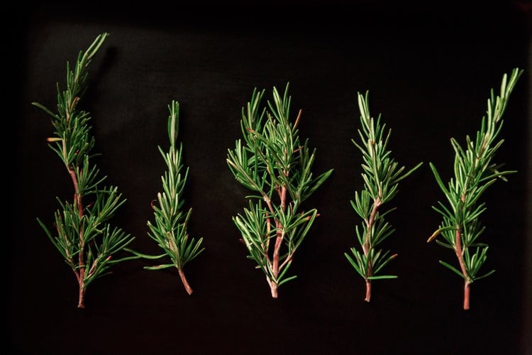 Is Rosemary Safe for Dogs? Everything You Need to Know