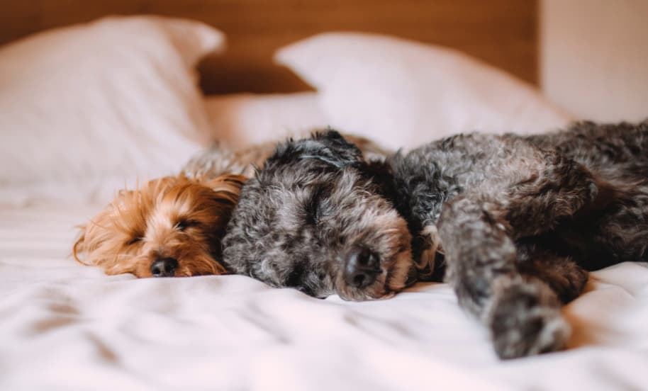 top paw shed control shampoo