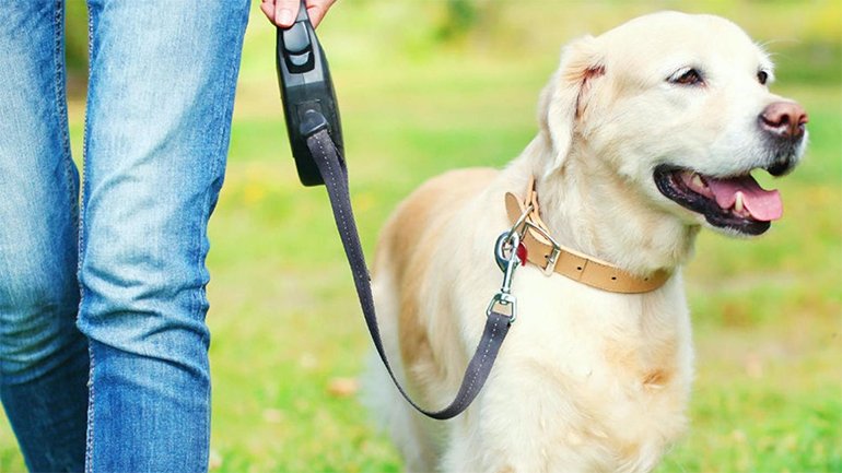 best extendable dog lead